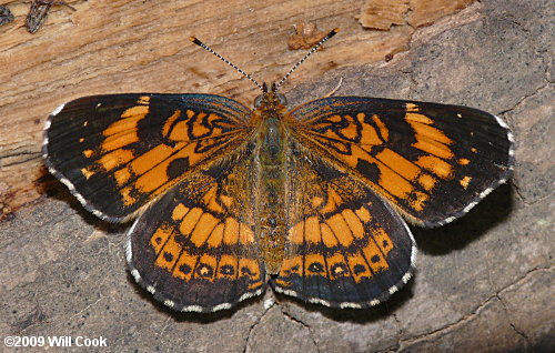 Silvery Checkerspot (Chlosyne nycteis)