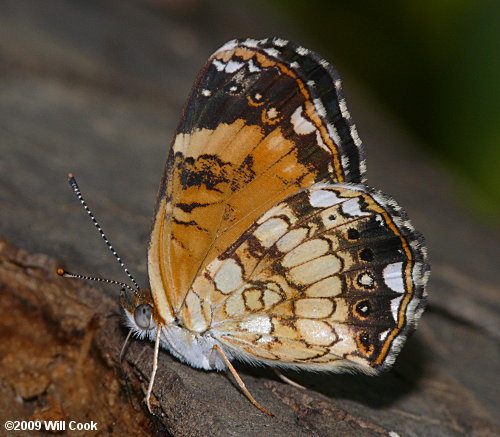 Silvery Checkerspot (Chlosyne nycteis)