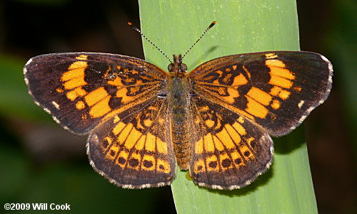 Silvery Checkerspot (Chlosyne nycteis)