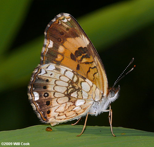 Silvery Checkerspot (Chlosyne nycteis)