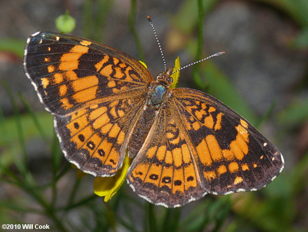 Silvery Checkerspot (Chlosyne nycteis)