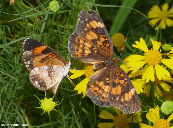 Silvery Checkerspot (Chlosyne nycteis)