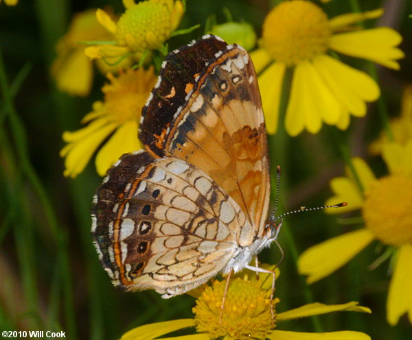 Silvery Checkerspot (Chlosyne nycteis)