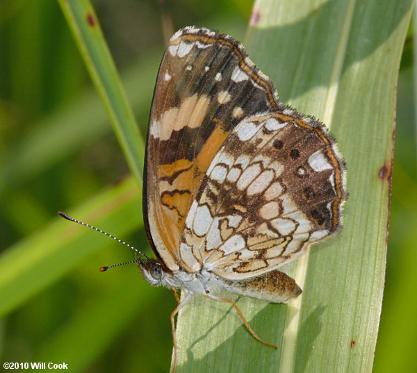 Silvery Checkerspot (Chlosyne nycteis)