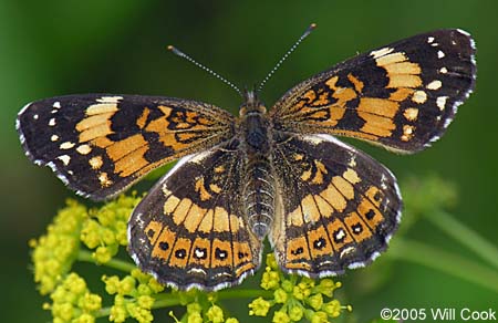 Silvery Checkerspot (Chlosyne nycteis)