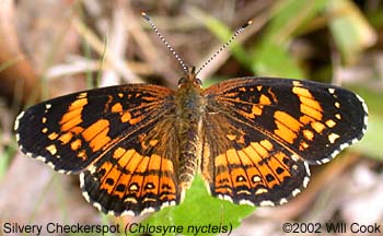 Silvery Checkerspot (Chlosyne nycteis)