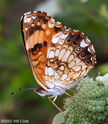 Silvery Checkerspot (Chlosyne nycteis)