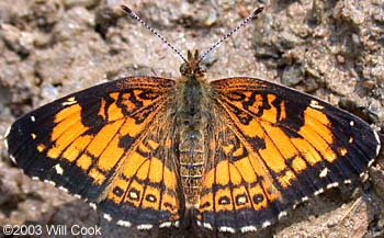 Silvery Checkerspot (Chlosyne nycteis)