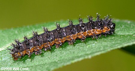 Silvery Checkerspot (Chlosyne nycteis) caterpillar