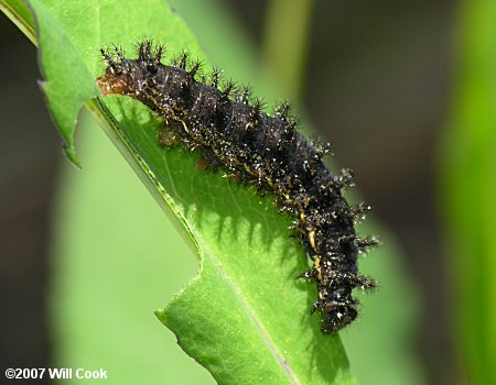 Silvery Checkerspot (Chlosyne nycteis) caterpillar