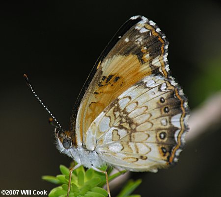 Silvery Checkerspot (Chlosyne nycteis)