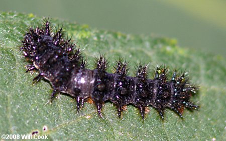 Silvery Checkerspot (Chlosyne nycteis) caterpillar