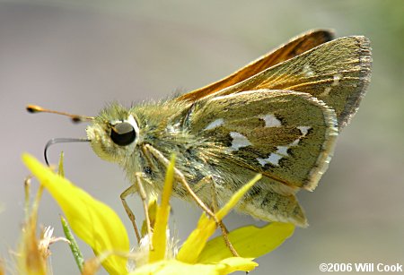 Western Branded Skipper (Hesperia colorado)