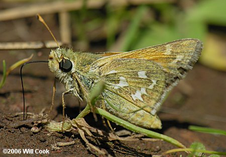 Western Branded Skipper (Hesperia colorado)