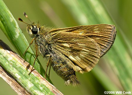 Sonoran Skipper (Polites sonora)