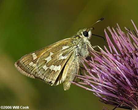 Western Branded Skipper (Hesperia colorado)