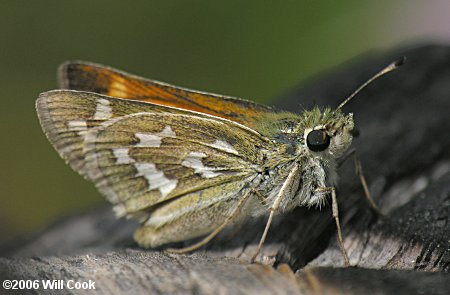 Western Branded Skipper (Hesperia colorado)