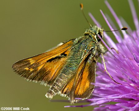 Western Branded Skipper (Hesperia colorado)