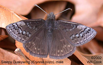 Sleepy Duskywing (Erynnis brizo)