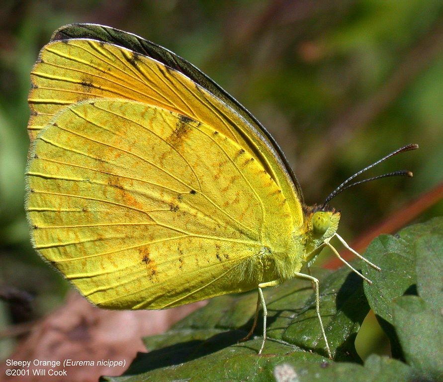 Sleepy Orange (Eurema nicippe)