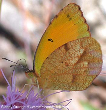 Sleepy Orange (Eurema nicippe)