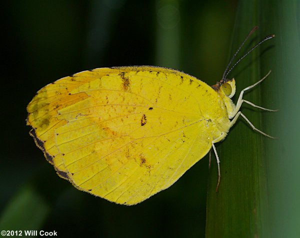 Sleepy Orange (Eurema nicippe)