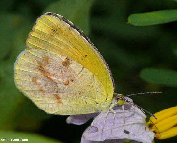 Sleepy Orange (Eurema nicippe)