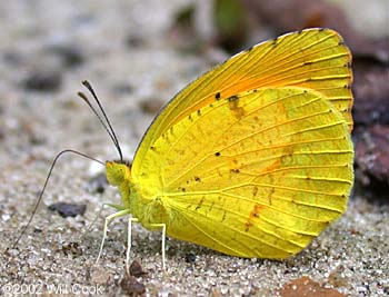 Sleepy Orange (Eurema nicippe)