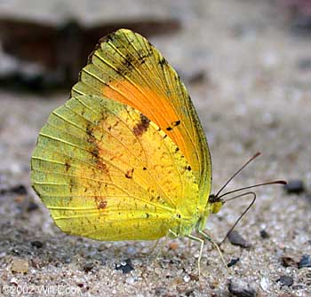 Sleepy Orange (Eurema nicippe)