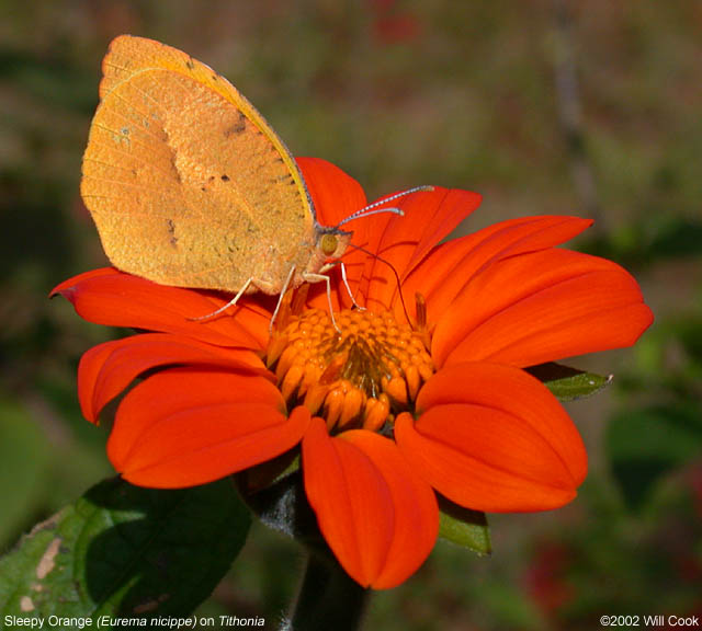 Sleepy Orange (Eurema nicippe)