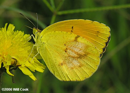 Sleepy Orange (Eurema nicippe)