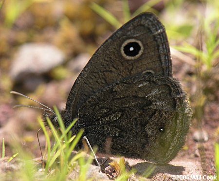 Small Wood-Nymph (Cercyonis oetus)