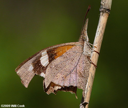 American Snout (Libytheana carinenta)