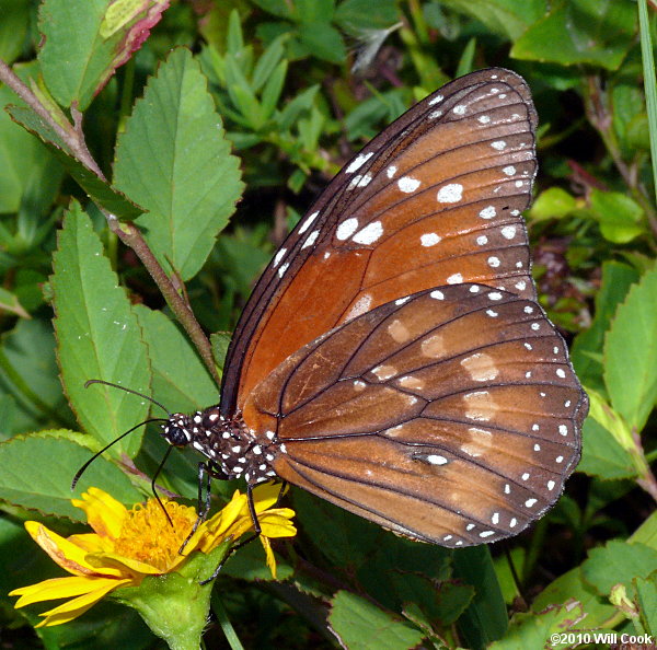 Soldier (Danaus eresimus)