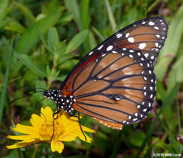 Soldier (Danaus eresimus)