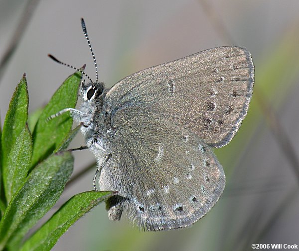 Sooty Hairstreak (Satyrium fuliginosum semiluna)