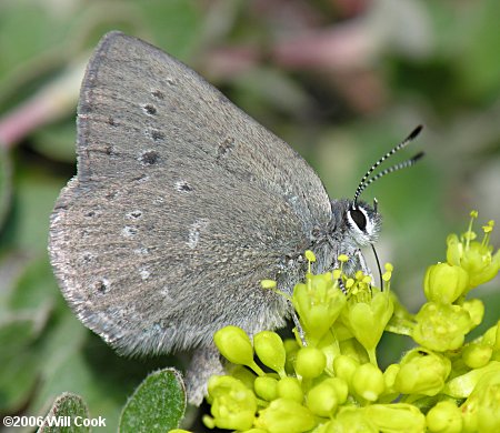 Sooty Hairstreak (Satyrium fuliginosum semiluna)