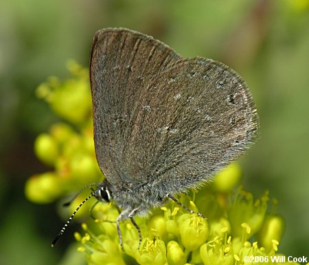 Sooty Hairstreak (Satyrium fuliginosum semiluna)