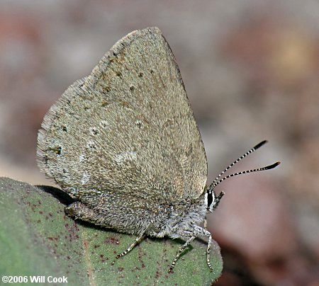 Sooty Hairstreak (Satyrium fuliginosum semiluna)