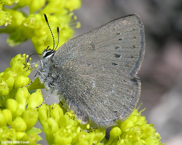 Sooty Hairstreak (Satyrium fuliginosum semiluna)