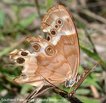 Southern Pearly Eye (Enodia portlandia)