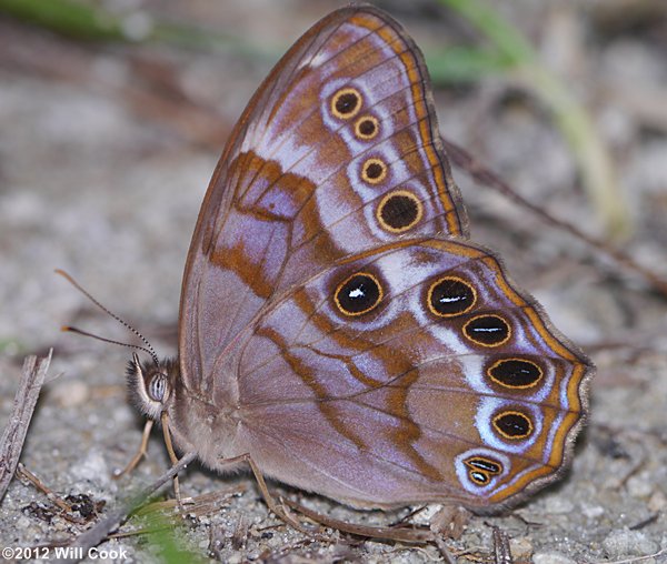 Southern Pearly Eye (Enodia portlandia)