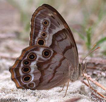 Southern Pearly Eye (Enodia portlandia)