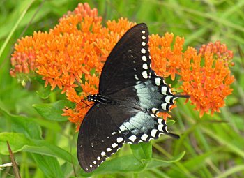 Spicebush Swallowtail (Papilio troilus)