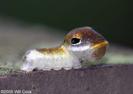 Spicebush Swallowtail (Papilio troilus) caterpillar