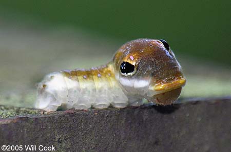 Spicebush Swallowtail (Papilio troilus) caterpillar