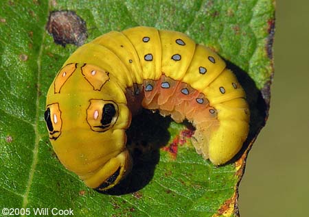 Spicebush Swallowtail (Papilio troilus) caterpillar