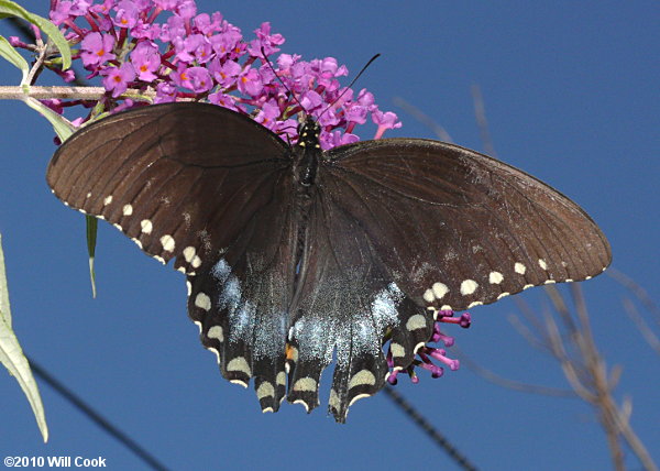 Spicebush Swallowtail (Papilio troilus)