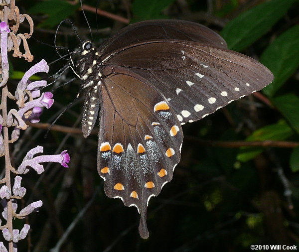 Spicebush Swallowtail (Papilio troilus)