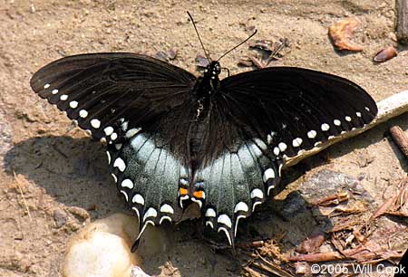 Spicebush Swallowtail (Papilio troilus)